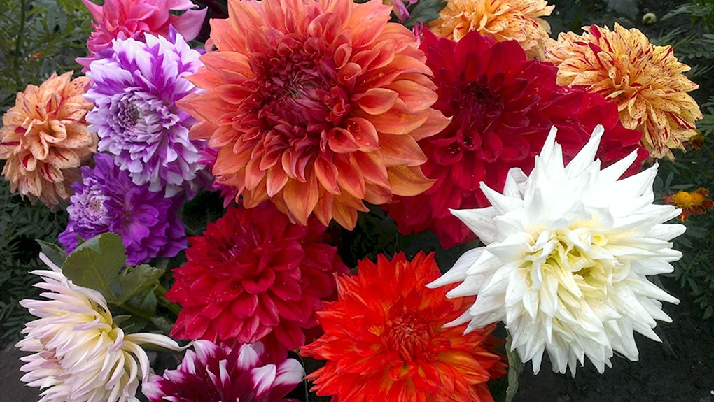 Георгины Dahlia