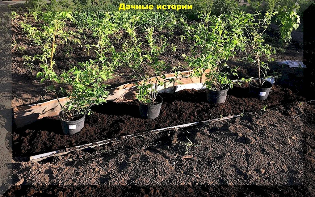 Голубика Садовая посадка