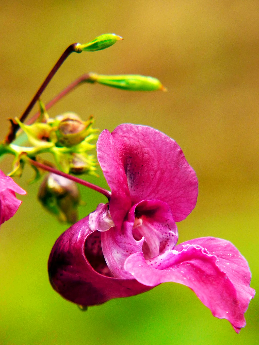 Himalayan balsam