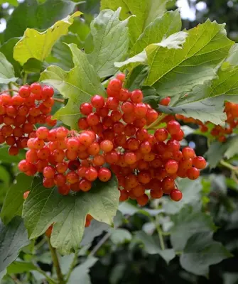 Калина красная кустарник