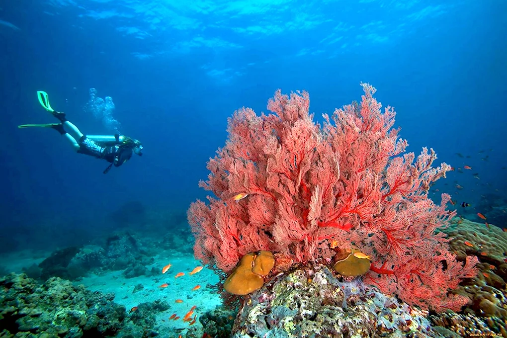 Каменный коралл Дахаб красное море