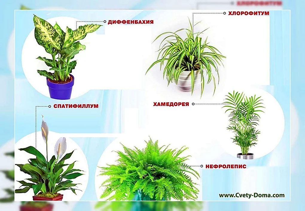 Хлорофитум спатифиллум