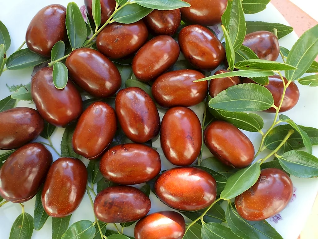 Китайский финик ююба