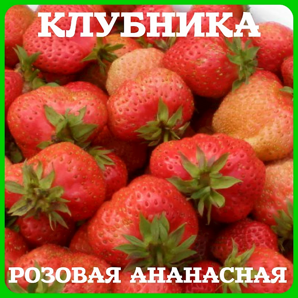 Клубника финская Ананасная
