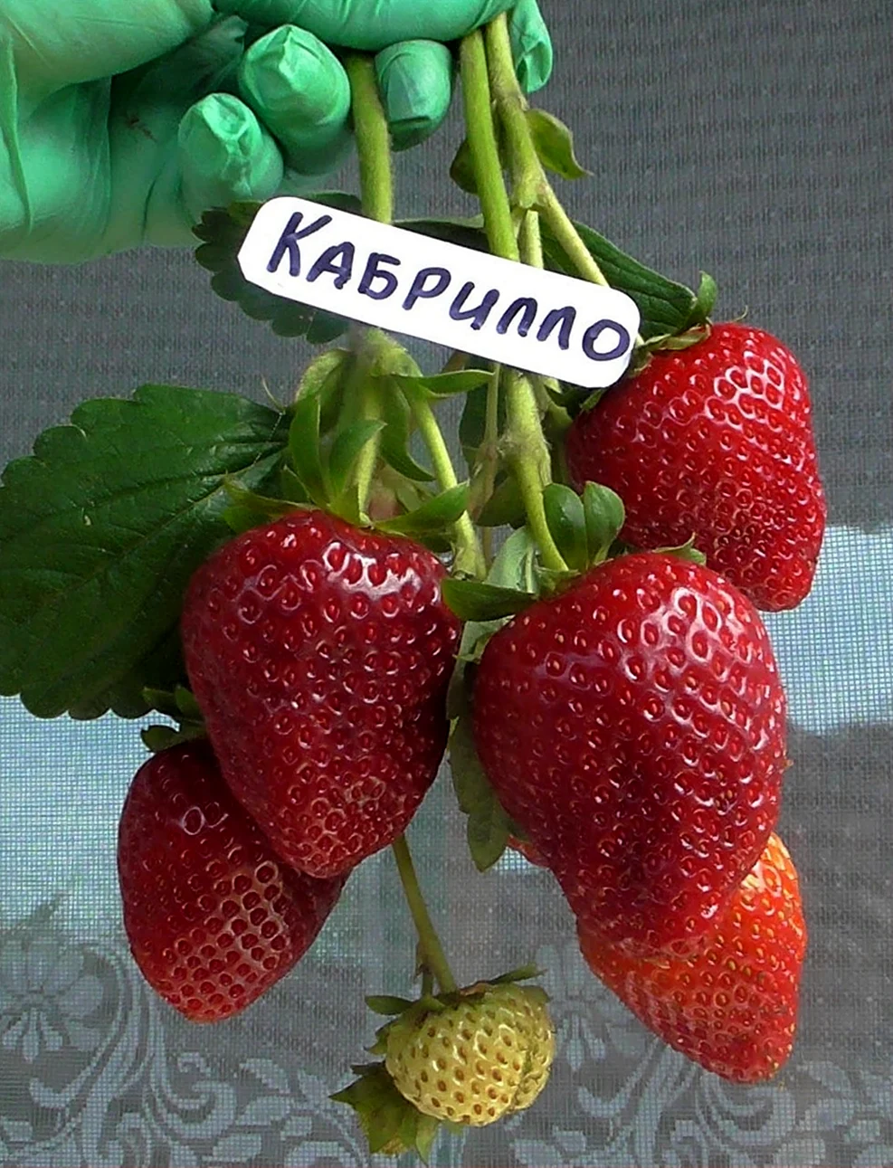 Клубника ремонтантная Кабрилло