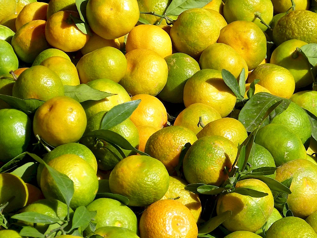 Кумкват фрукт лайм