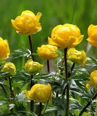 Купальница европейская Trollius europaeus