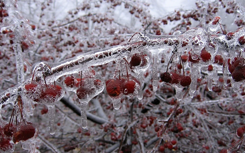 Ледяной дождь