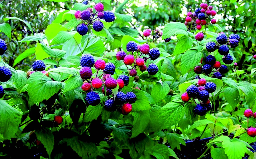 Малина черная Кумберленд