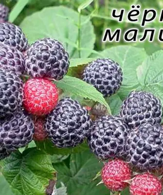 Малина Кумберленд саженцы