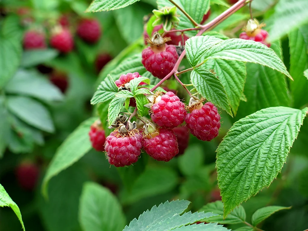 Малина Rubus idaeus