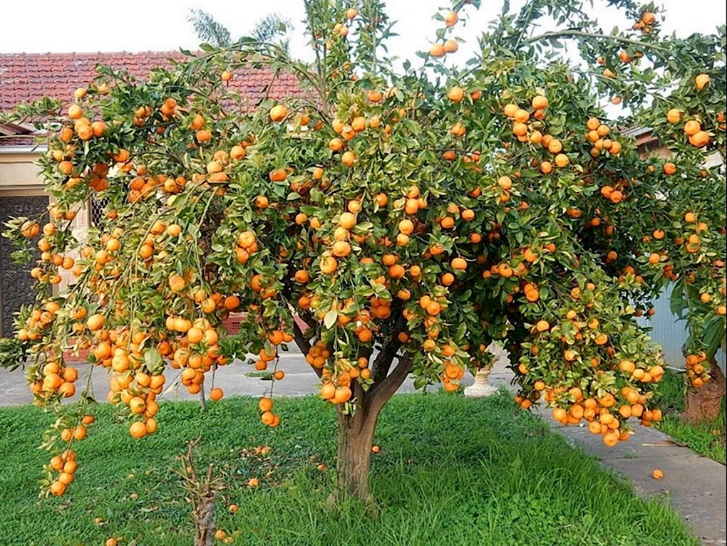 Мандарин ковано Васе