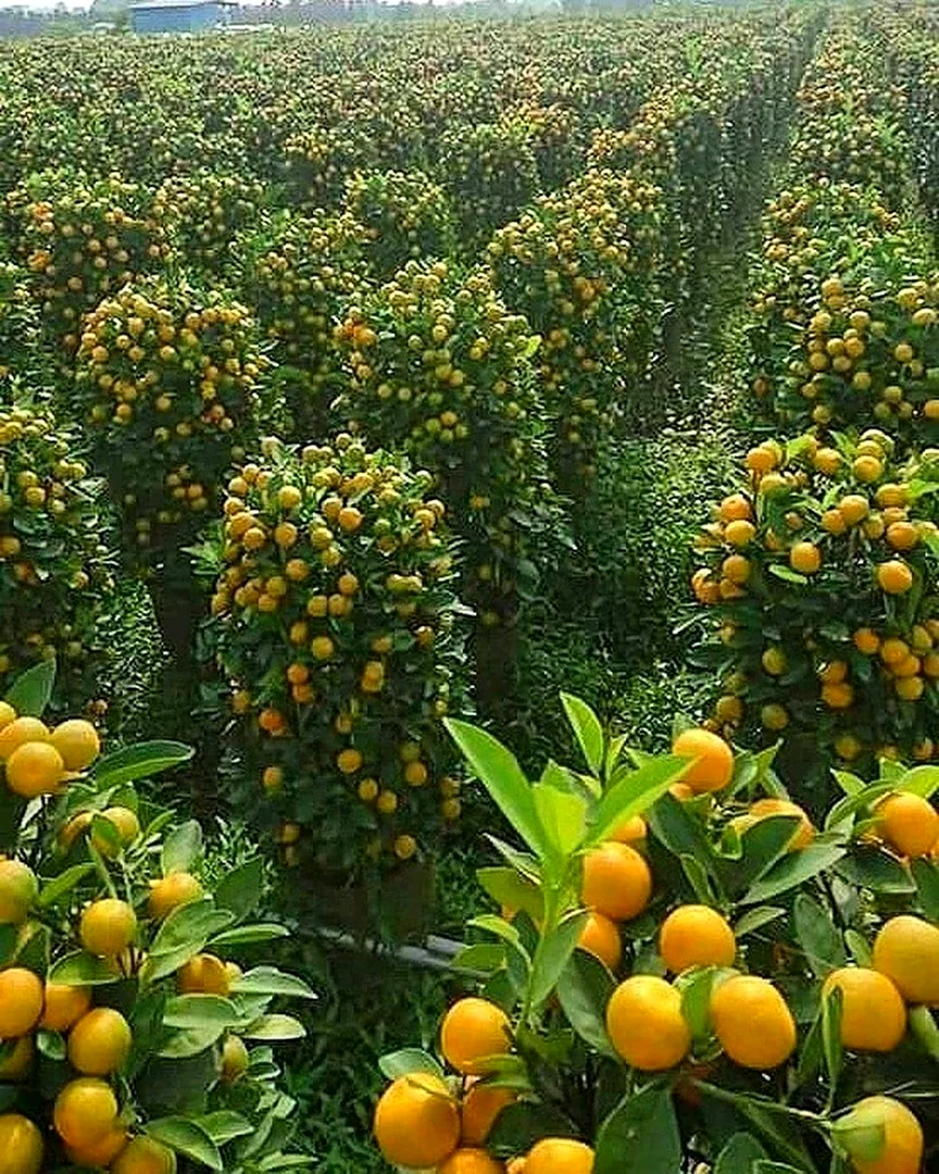 Марокко мандарины плантации