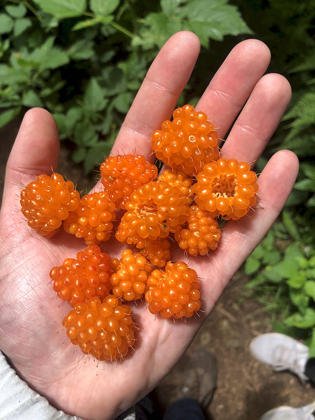 Морошка кустарник