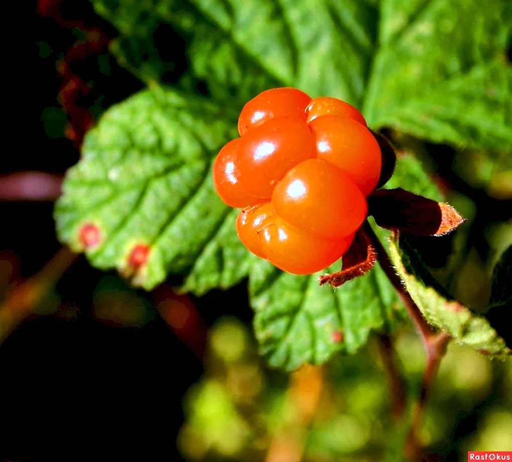 Морошка Rubus chamaemorus
