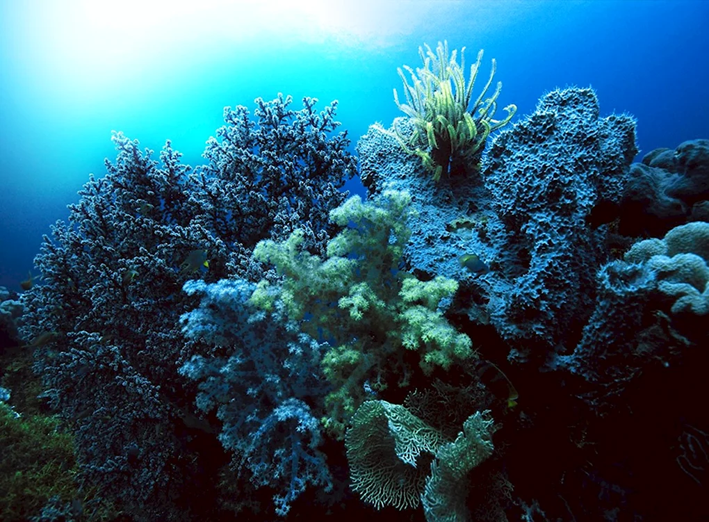 Морские водоросли черного моря