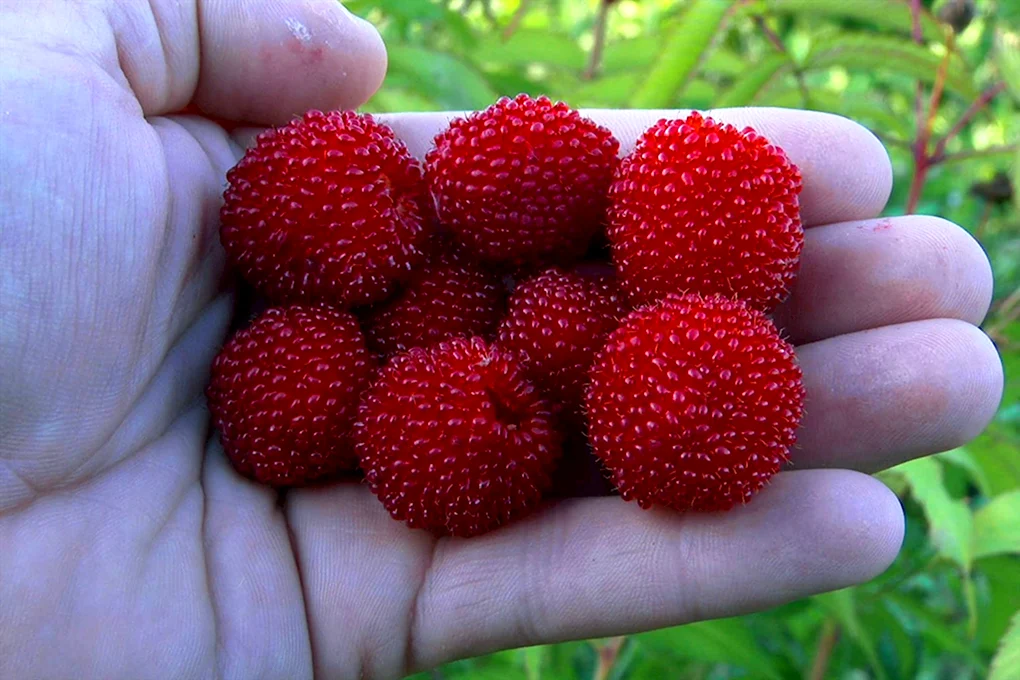 Норвежская малина Земляничная