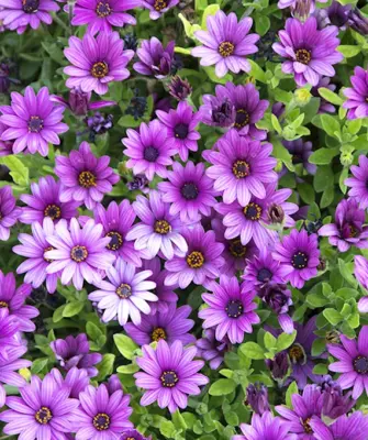 Остеоспермум Cape Daisy Purple illumination