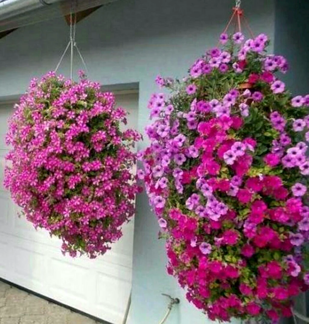 Петуния ампельная и каскадная
