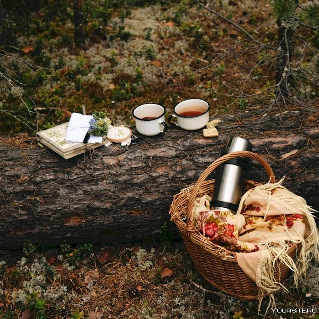 Пикник в лесу