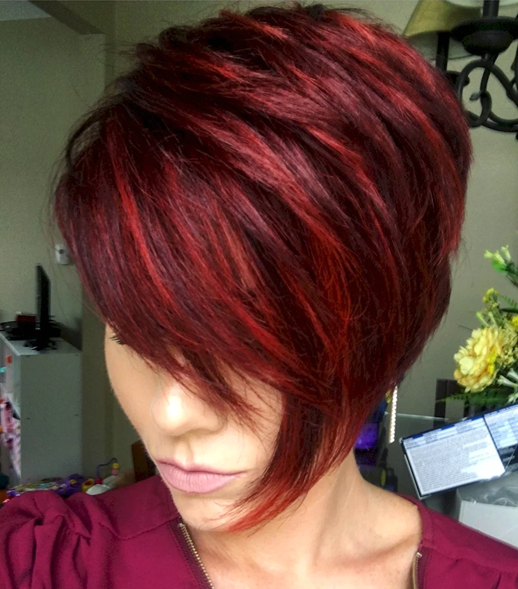 Pixie Bob стрижка красный