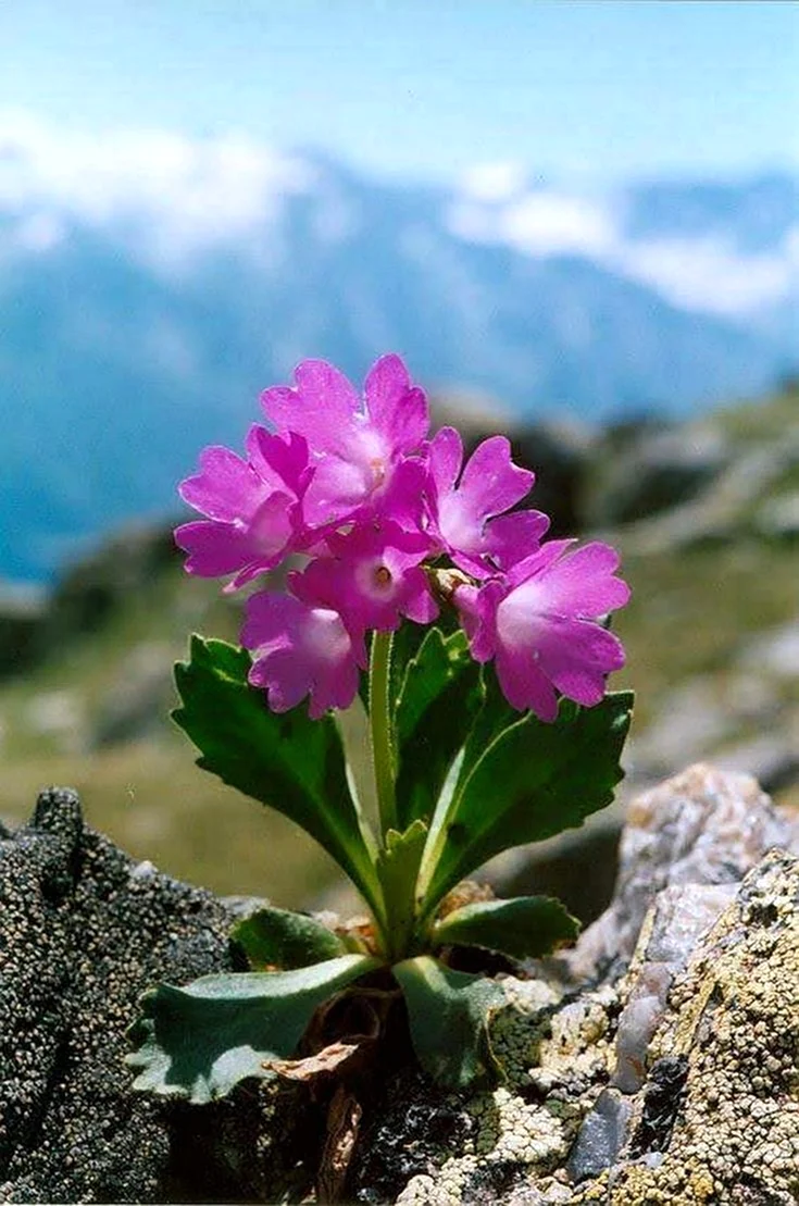 Primula daonensis