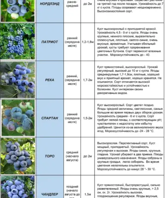 Ранние сорта голубики