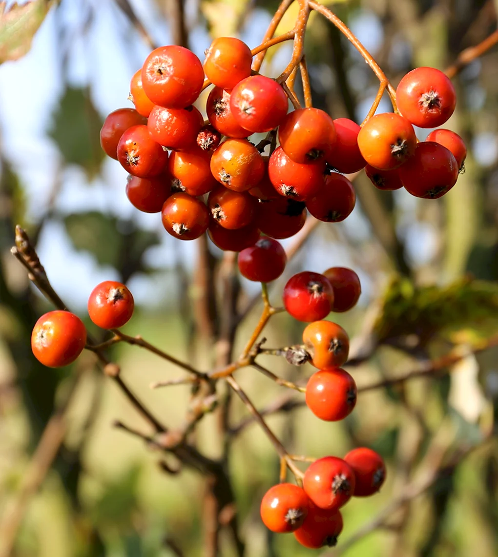 Рябина бузинолистная Sorbus sambucifolia