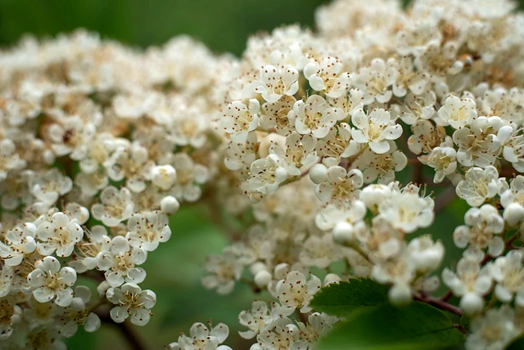 Рябина кашмирская Sorbus cashmiriana