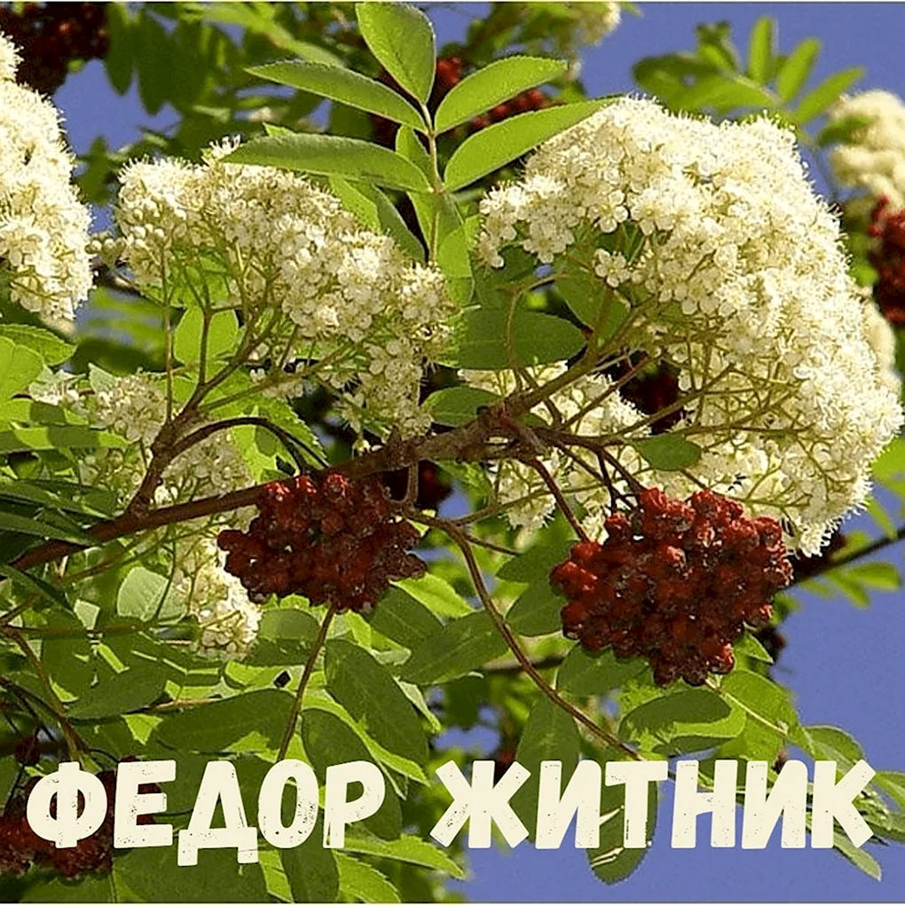 Рябина Саржента
