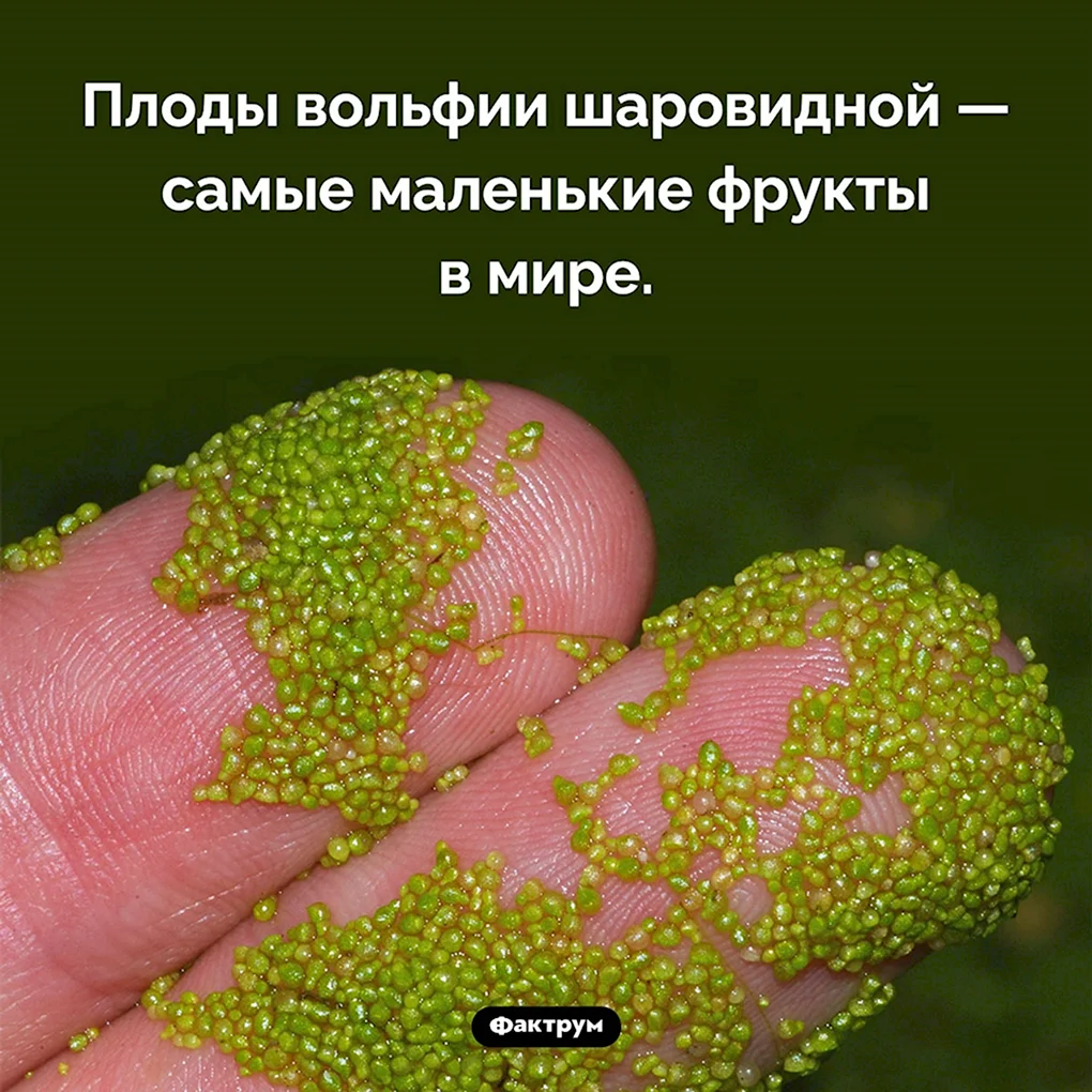 Ряска Вольфия