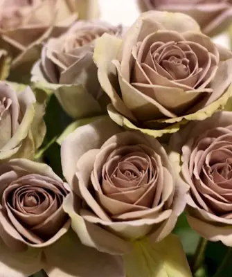 Роза амнезия