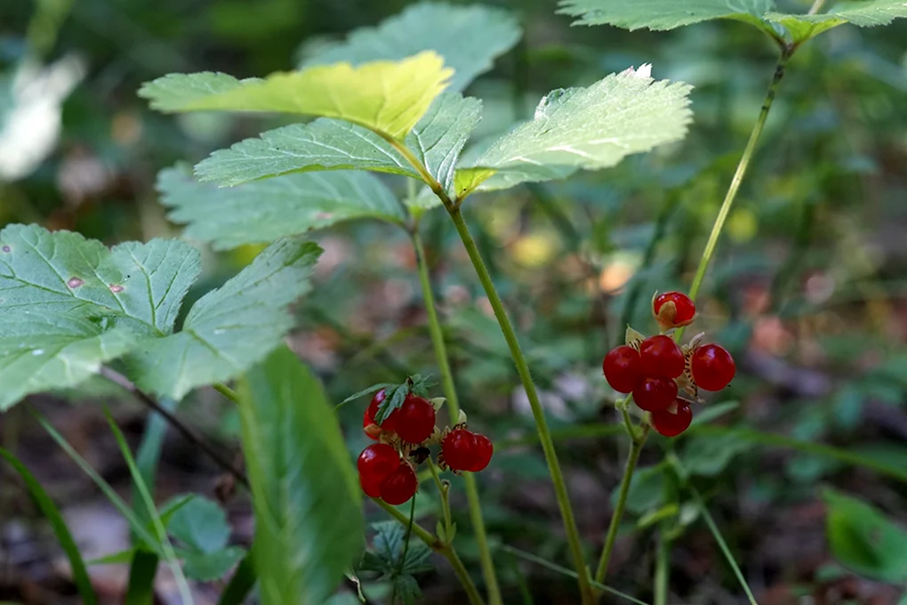 Rubus saxatilis костяника