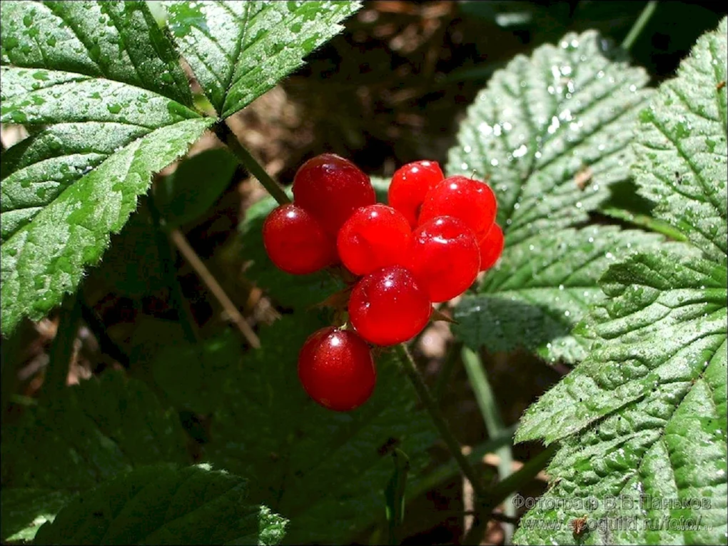 Rubus saxatilis костяника