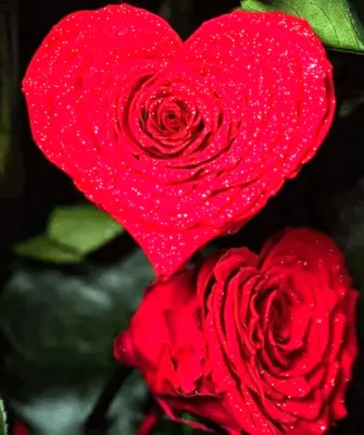 Самые красивые розы