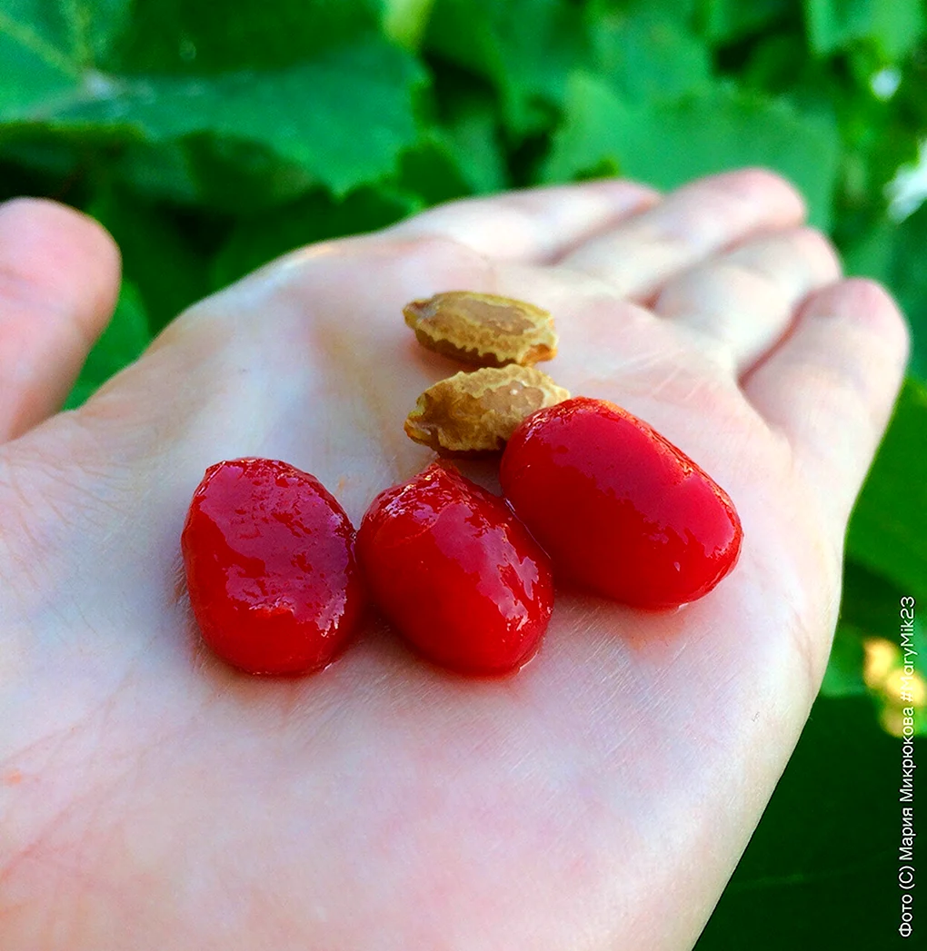 Семена ягод