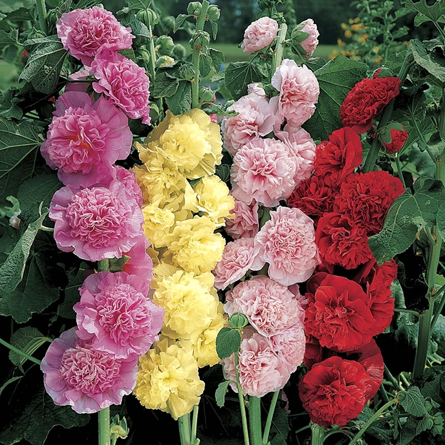 Шток-роза Alcea rosea