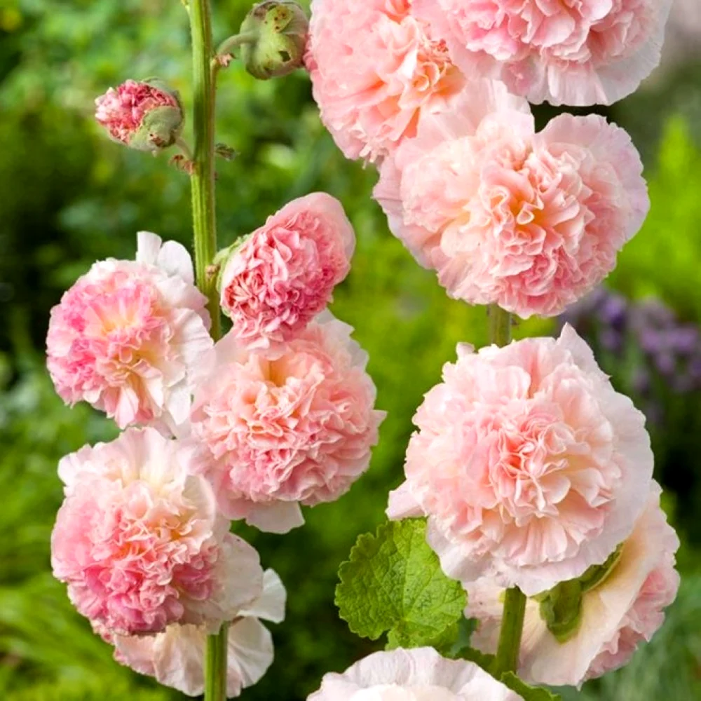 Шток-роза Alcea rosea