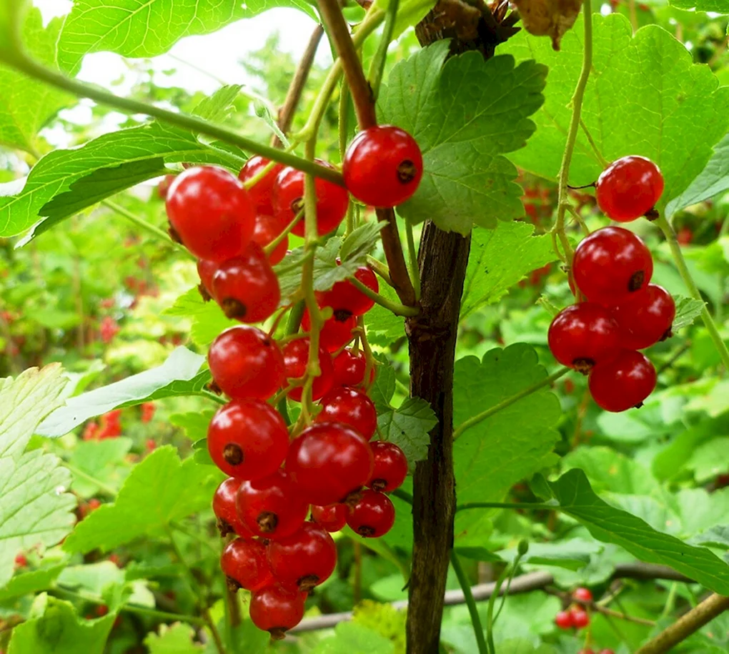 Смородина Уссурийская