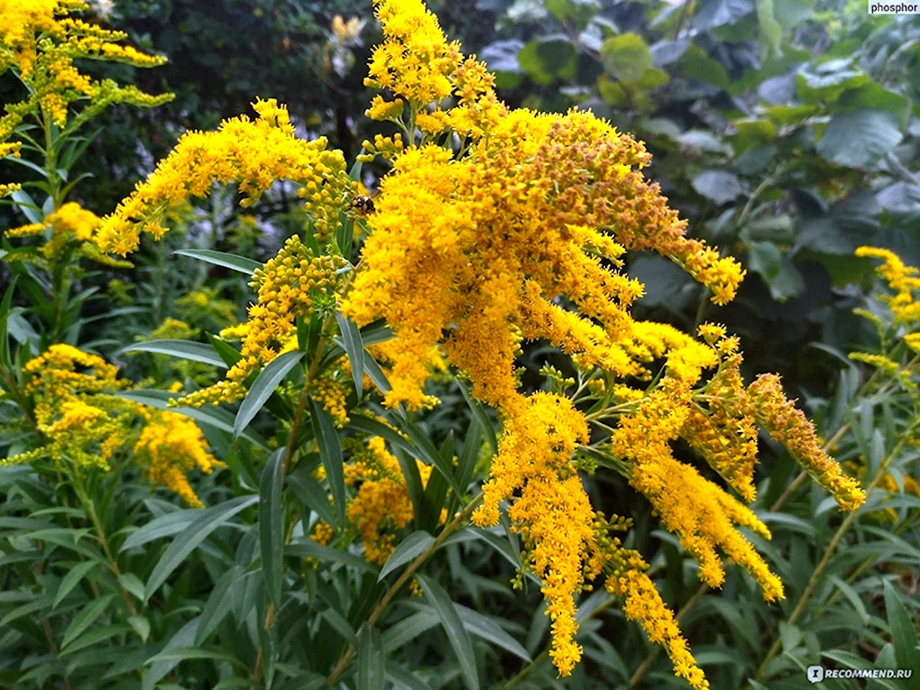 Солидаго Citronella