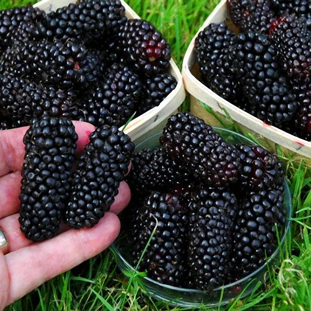 Сорт ежевики Карака Блэк