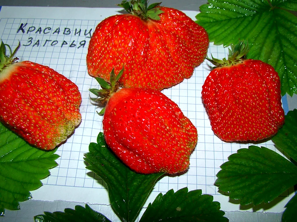 Сорт клубники красавица Загорья
