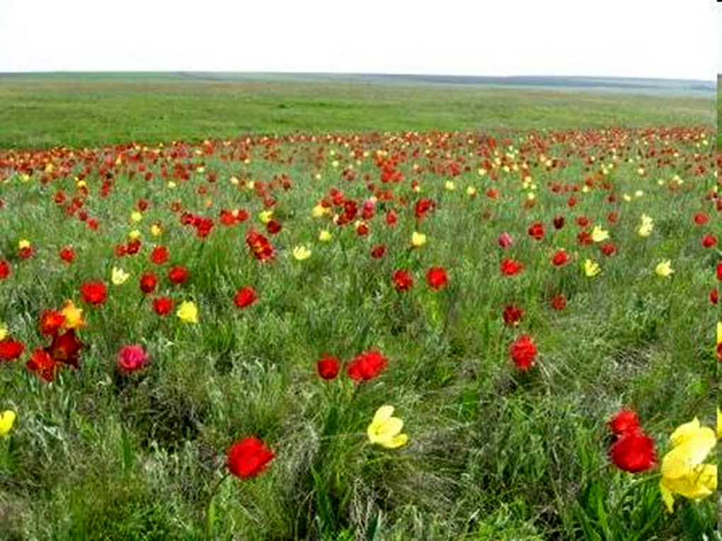 Степной тюльпан Лазорик