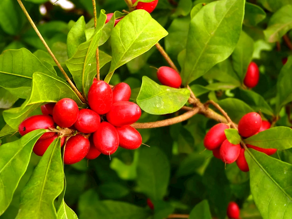 Synsepalum dulcificum