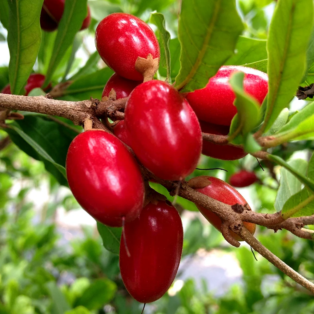 Synsepalum dulcificum