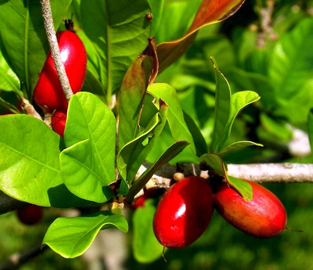 Synsepalum dulcificum