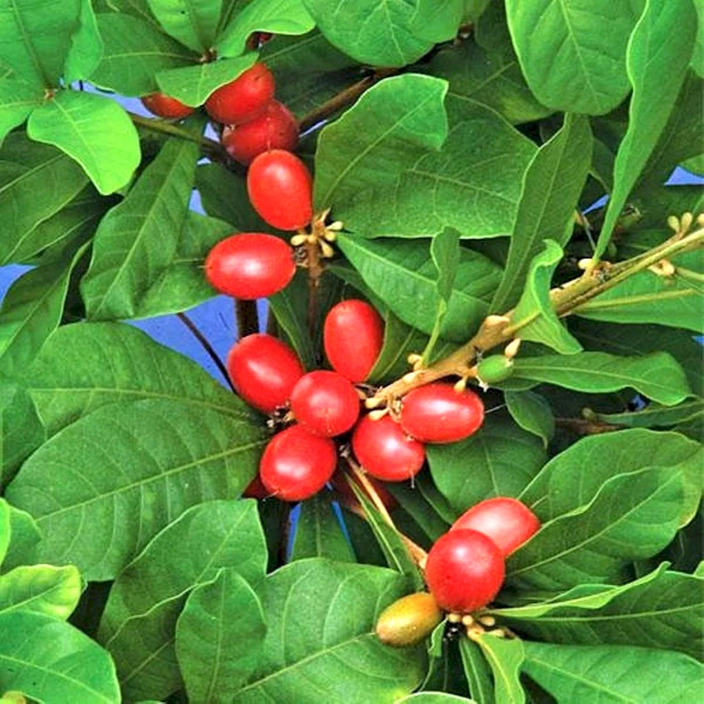 Synsepalum dulcificum