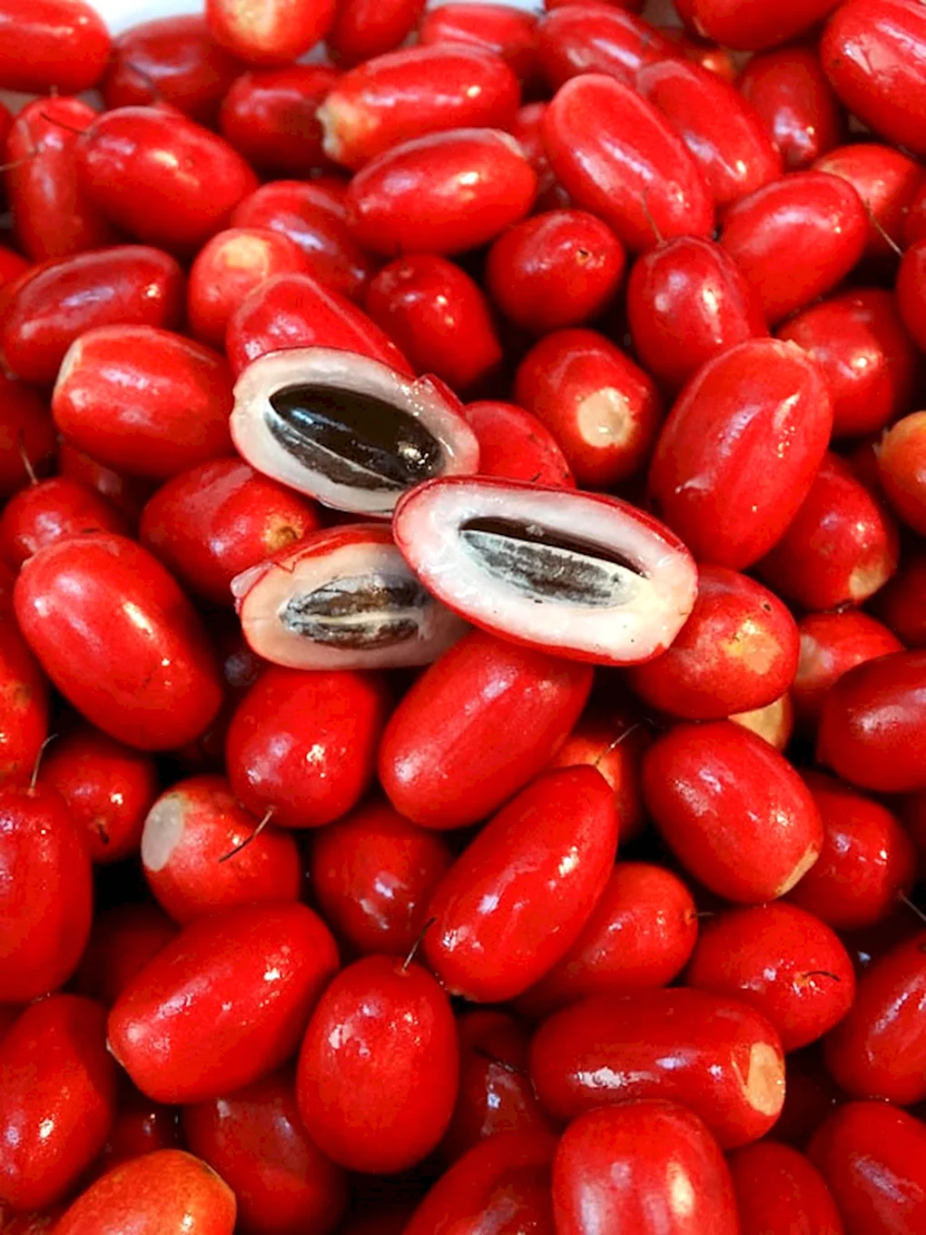 Synsepalum dulcificum