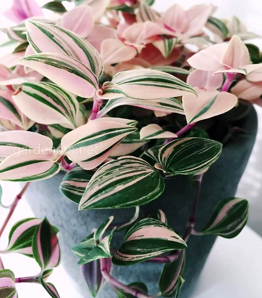Традесканция Tricolor Rosa