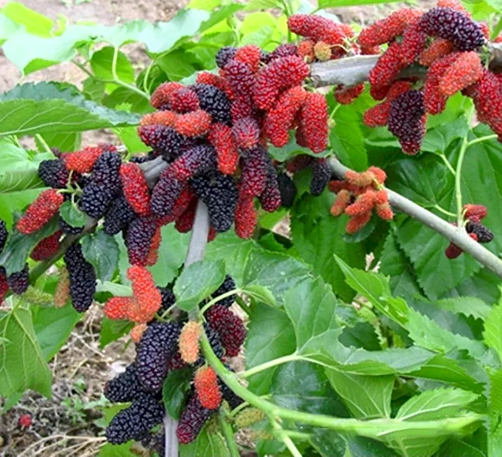 Тутовник шелковица